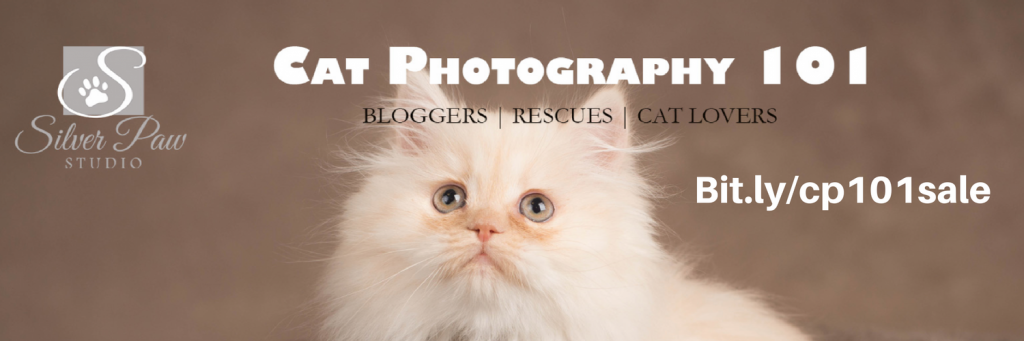 Cat Photography 101 Sale